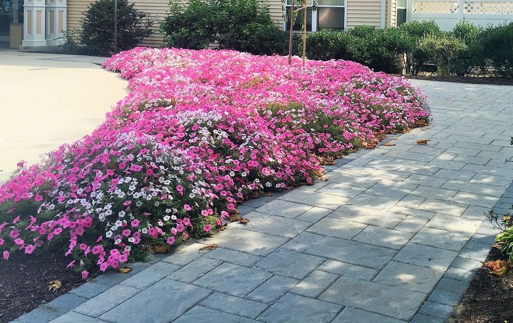 Vacation Village In The Berkshires Hancock Εξωτερικό φωτογραφία Petunia x hybrida